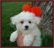 Bichon Frise Puppy
