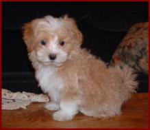 Maltipoo Puppy