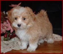 Maltipoo Puppy