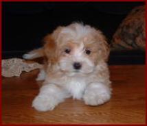Maltipoo Puppy