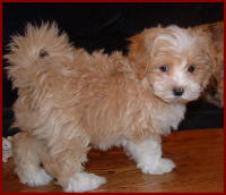 Maltipoo Puppy