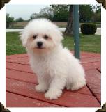 Bichon Frise Puppy