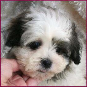 shichon