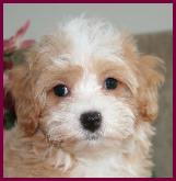 Maltipoo Puppy