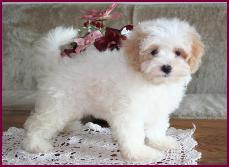 Maltipoo Puppy