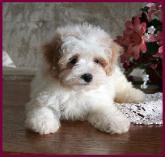 Maltipoo Puppy