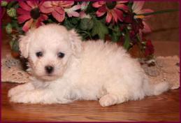 Bichon Frise Puppy