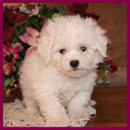 Bichon Frise Puppy