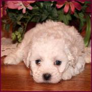 Bichon Frise Puppy