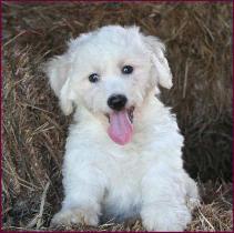 Bichon Frise Puppy