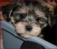 morkie