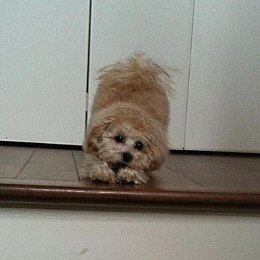 toy poochon puppy