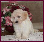 Maltipoo Puppy