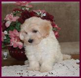 Maltipoo Puppy from Rolling Meadows Puppies