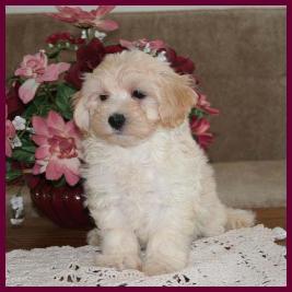 Maltipoo Puppy