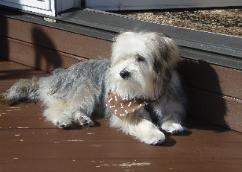 morkie