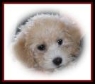 Poochon aka Bichon Poodle Puppy
