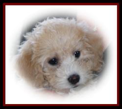 Bichon Poodle