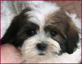 Shichon Puppy
