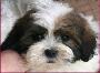 Mixed Breed Puppies