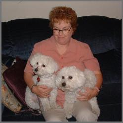 Bichon Frise Adults