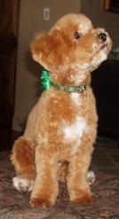 Bichon Poodle Picture