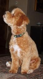 Bichon Poodle Picture