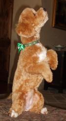 Bichon Poodle Picture