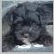 Yorkipoo Puppy