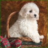 bichon poodle puppy picture