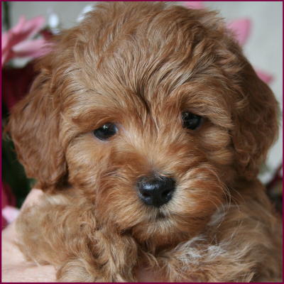 deep apricot toy poodle sire