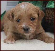 daisy dog puppy