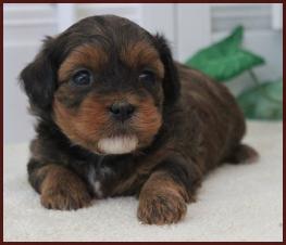 shichon poo for sale