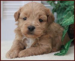shichon poo puppies