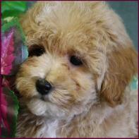 bichapoo