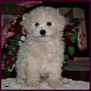 Cute Bichon Poodle
