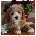 Bichon Poodle Puppy