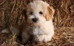 bichon poodle