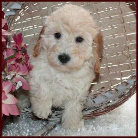 poochon