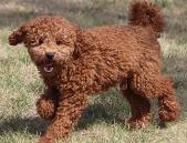 red poodle