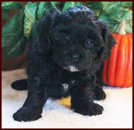 shichon poo