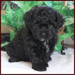 daisy dog puppy