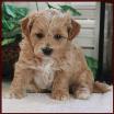 shichon poo puppy