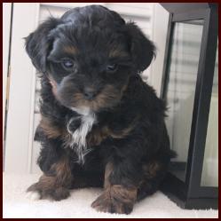 phantom shichon poo puppy