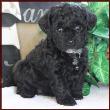 black puppy