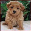dark red apricot shichon poo