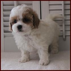 daisy dog puppy for sale