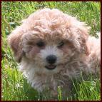 Bichon Poodle
