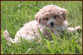 Poochon aka Bichon Poodle Puppy