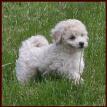 Bichon Poodle